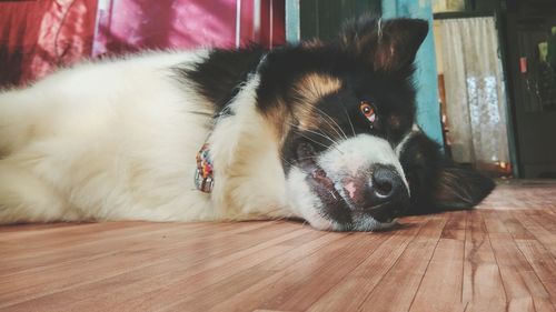 Close-up of a dog resting on hardwood floor