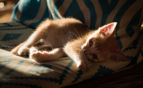 Cat lying on bed at home