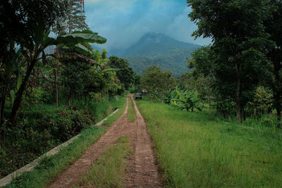 Dirt road amidst trees and plants