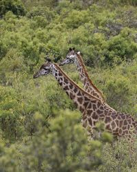 View of giraffe
