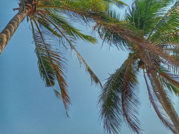 Low angle view of palm tree against clear sky