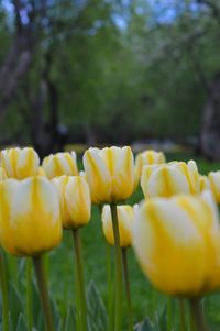 Close-up of yellow tulips blooming on field