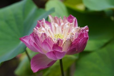 Close-up of pink water lily