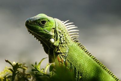 Close-up side view of reptile