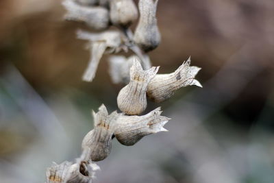 Close-up of dried leaves on plant during winter