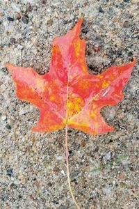 Close-up of red maple leaf