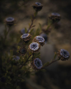 Close-up of purple flowering plant on field