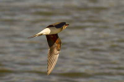 Bird flying over lake