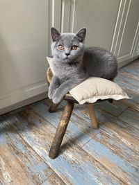 Portrait of cat sitting on hardwood floor