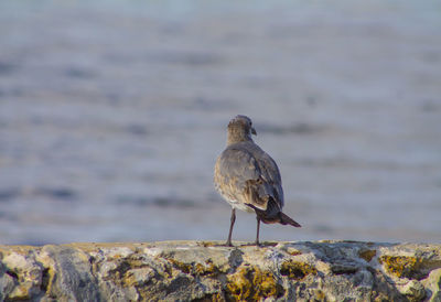 Close-up of bird perching on shore