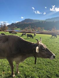 View of a horse on field