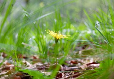Close-up of plant growing in field