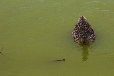 High angle view of a turtle in lake