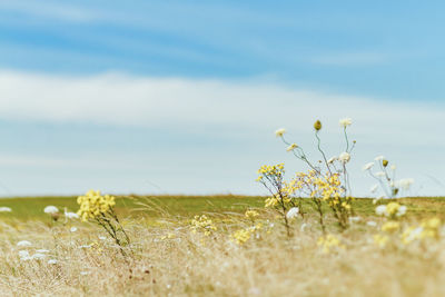 Scenic view of field against sky