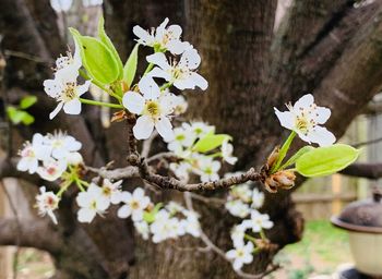Close-up of white cherry blossoms in spring