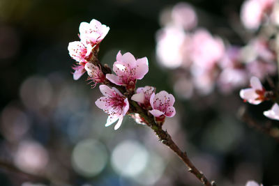 Close-up of pink flowers blooming on tree