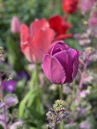 Close-up of pink flowering plant