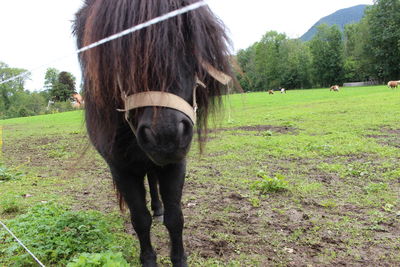 Horse in a field