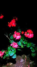 Close-up of pink flowers