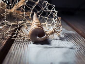 Close-up of seashell on wooden table