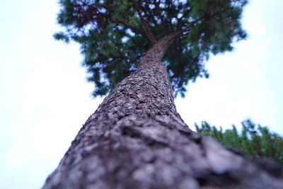 Low angle view of tree against sky