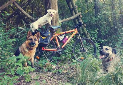 Portrait of dog sitting on tree in forest