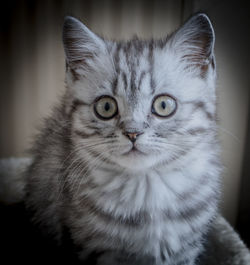 Close-up portrait of cat