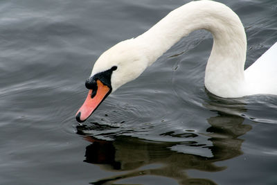 Swan floating on a lake