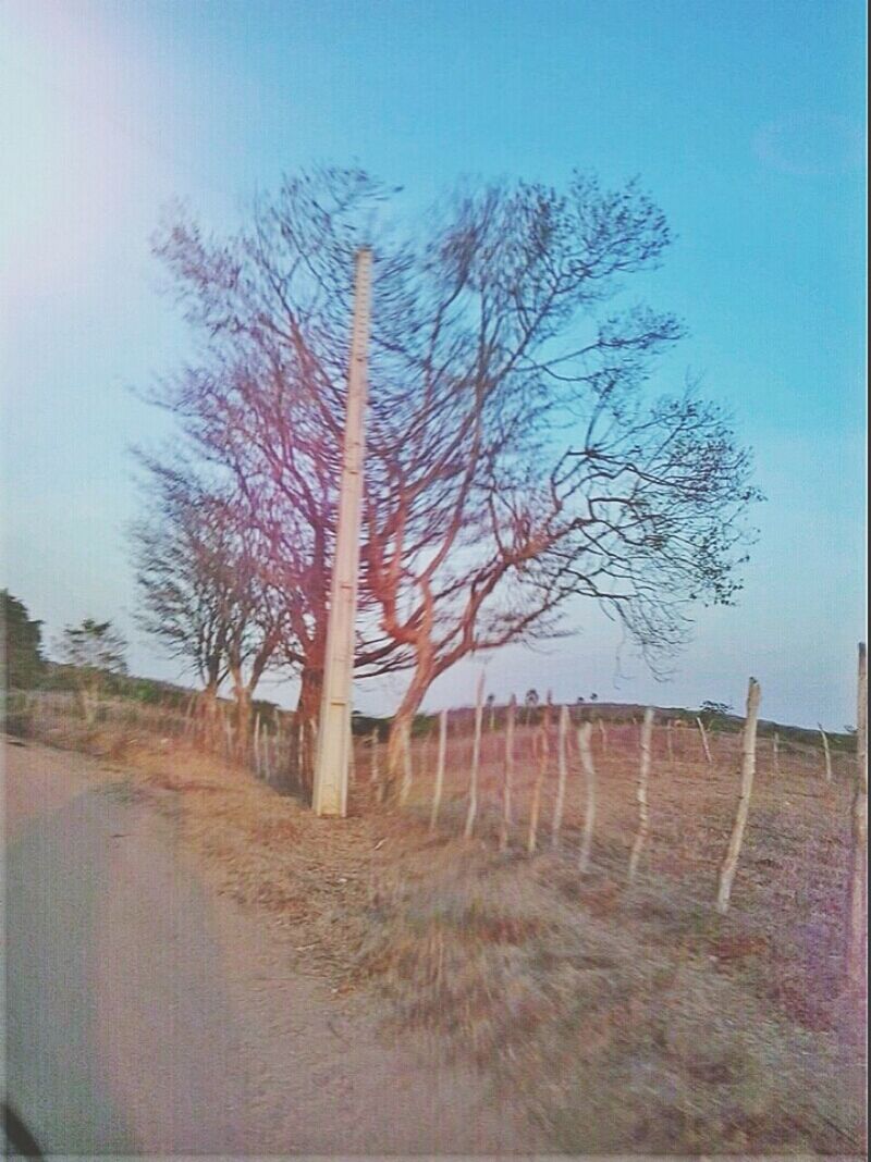 bare tree, tree, landscape, tranquility, field, clear sky, tranquil scene, sky, nature, branch, blue, scenics, beauty in nature, growth, tree trunk, road, day, no people, rural scene, non-urban scene