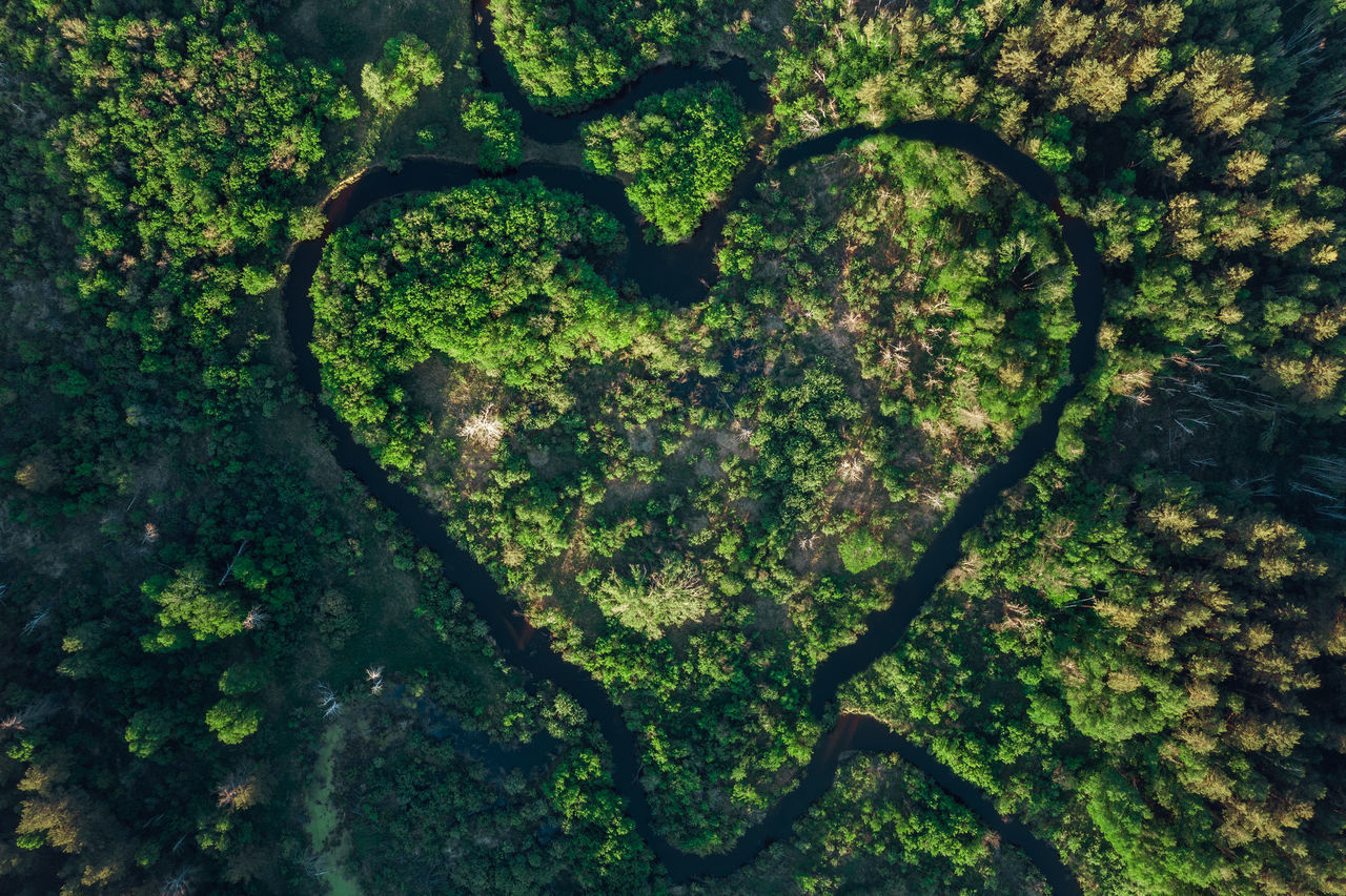 HIGH ANGLE VIEW OF HEART SHAPE ON TREE TRUNK