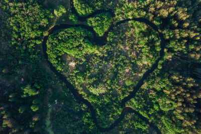 High angle view of heart shape on tree