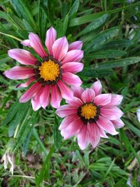 Close-up of pink cosmos blooming outdoors