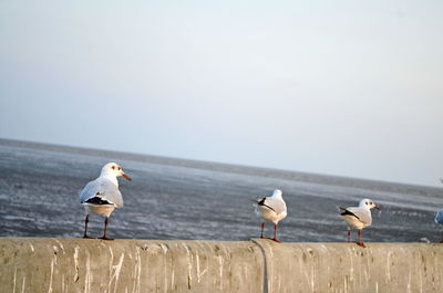 Seagulls perching on a sea