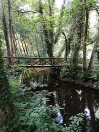 Trees growing in forest