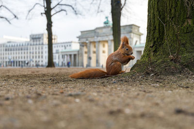 Squirrel sitting by tree trunk in city