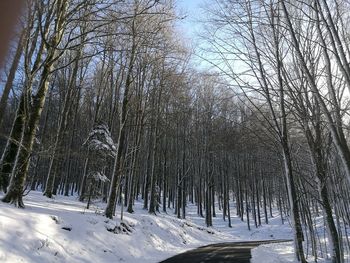 Close-up of snow covered trees