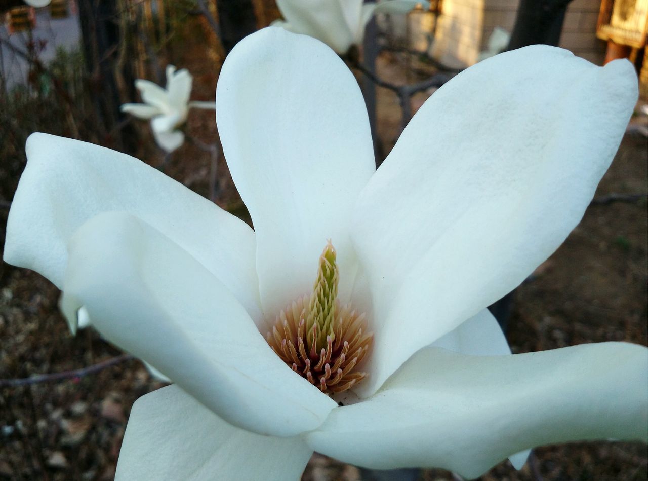 petal, flower, flower head, fragility, white color, close-up, freshness, focus on foreground, growth, beauty in nature, nature, blooming, single flower, stamen, pollen, in bloom, white, day, blossom, no people