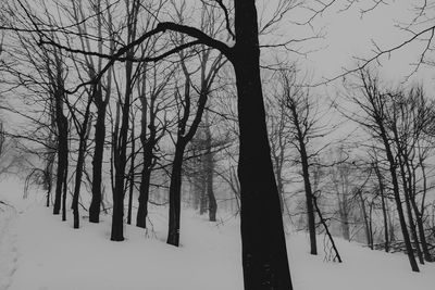 Bare trees on snow covered land