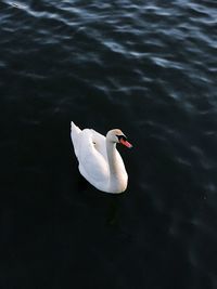 High angle view of swan swimming in lake