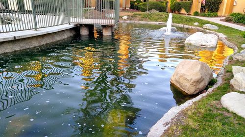 Reflection of trees in pond