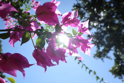 Low angle view of pink flowering plant against sky