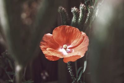 Close-up of flower on plant