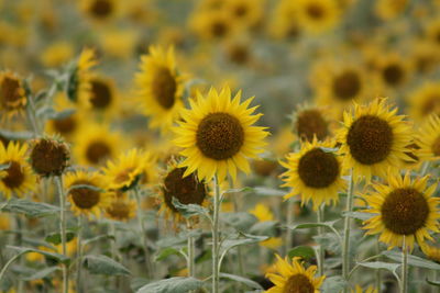 Close-up of sunflowers on field