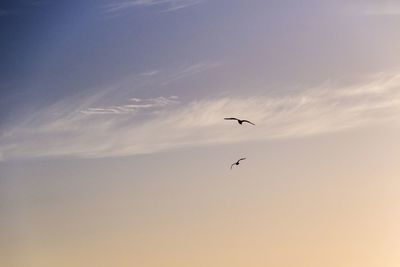 Low angle view of silhouette birds flying against sky