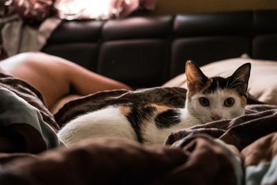 Close-up of cat sitting on sofa