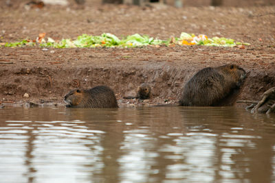 View of nutria  in lake