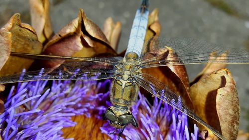 Close-up of butterfly on flower