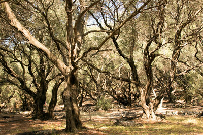 Trees in forest