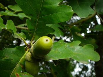 Close-up of leaves on tree