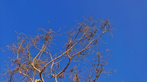 Bare tree against clear blue sky